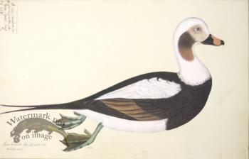 255 Swedish Birds . Anas Hyemalis, Long-tailed Duck, Male